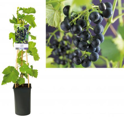 Vitis 'Regent' Druif