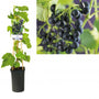 Vitis 'Regent' Druif