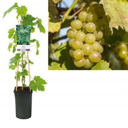 Vitis 'Riesling' Druif