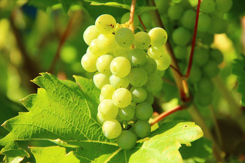 Witte druif - Vitis 'Vroege van der laan' 