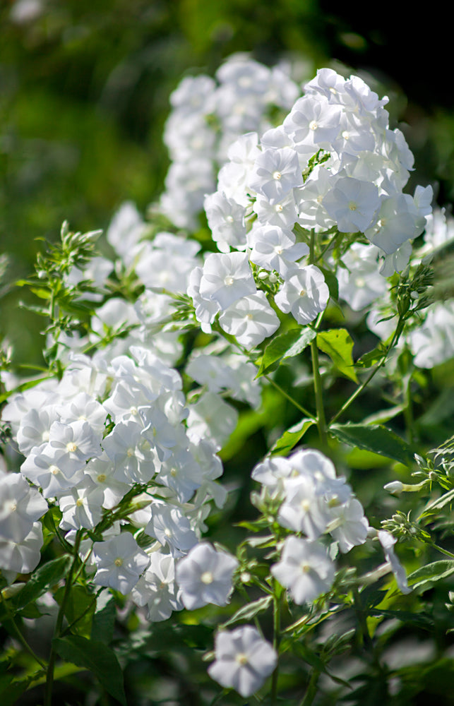 Vlambloem - Phlox 'White Admiral'.jpg