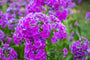 Vlambloem - Phlox maculata 'Alpha'.jpg