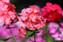 Vlambloem - Phlox paniculata 'Orange Perfection'.jpg