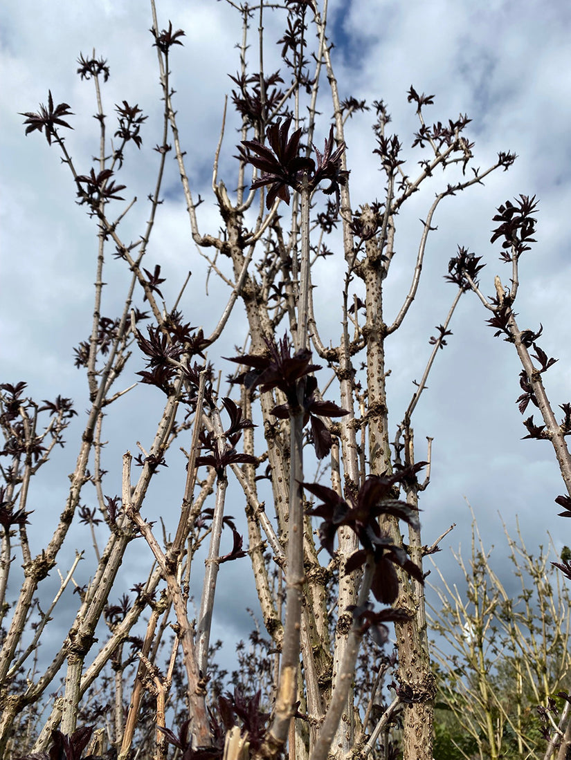 Zwarte vlier - Sambucus nigra 'Black Tower'.