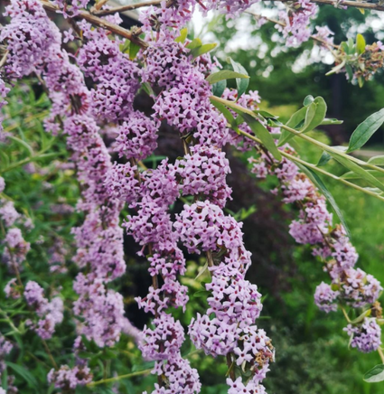 Vlinderstruik - Buddleja alternifolia bloemen