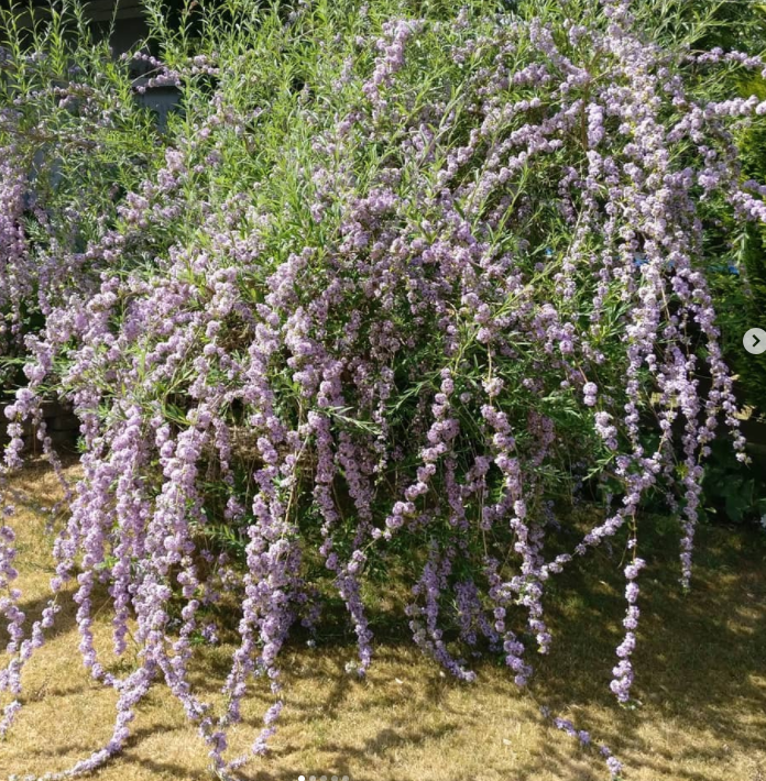 Vlinderstruik - Buddleja alternifolia grote brede struik - bijzondere bloeiwijze