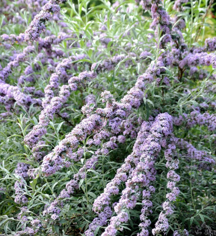 Vlinderstruik - Buddleja alternifolia