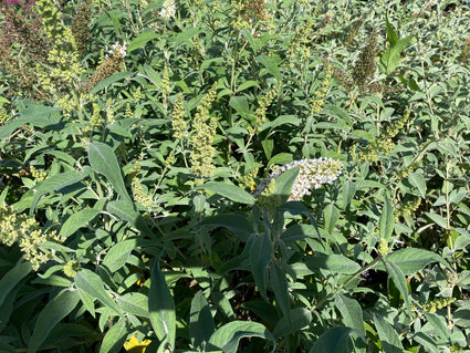 Vlinderstruik - Buddleja davidii 'Hawa White'