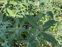 Buddleja davidii 'Hawa White'