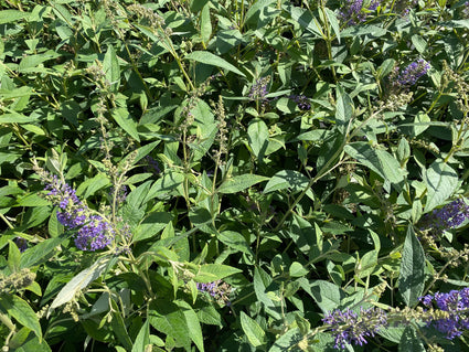 Vlinderstruik - Buddleja davidii 'Lochinch'