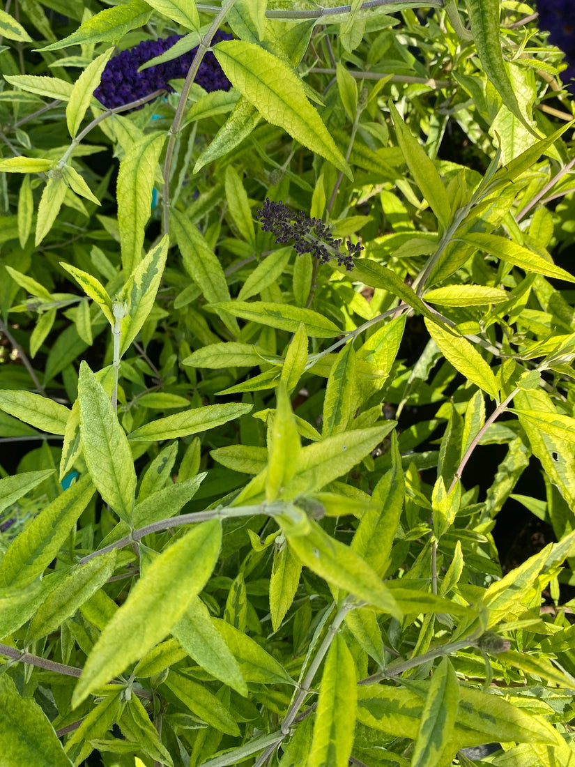 Blad Vlinderstruik - Buddleja davidii 'Magda's Gold Knight'