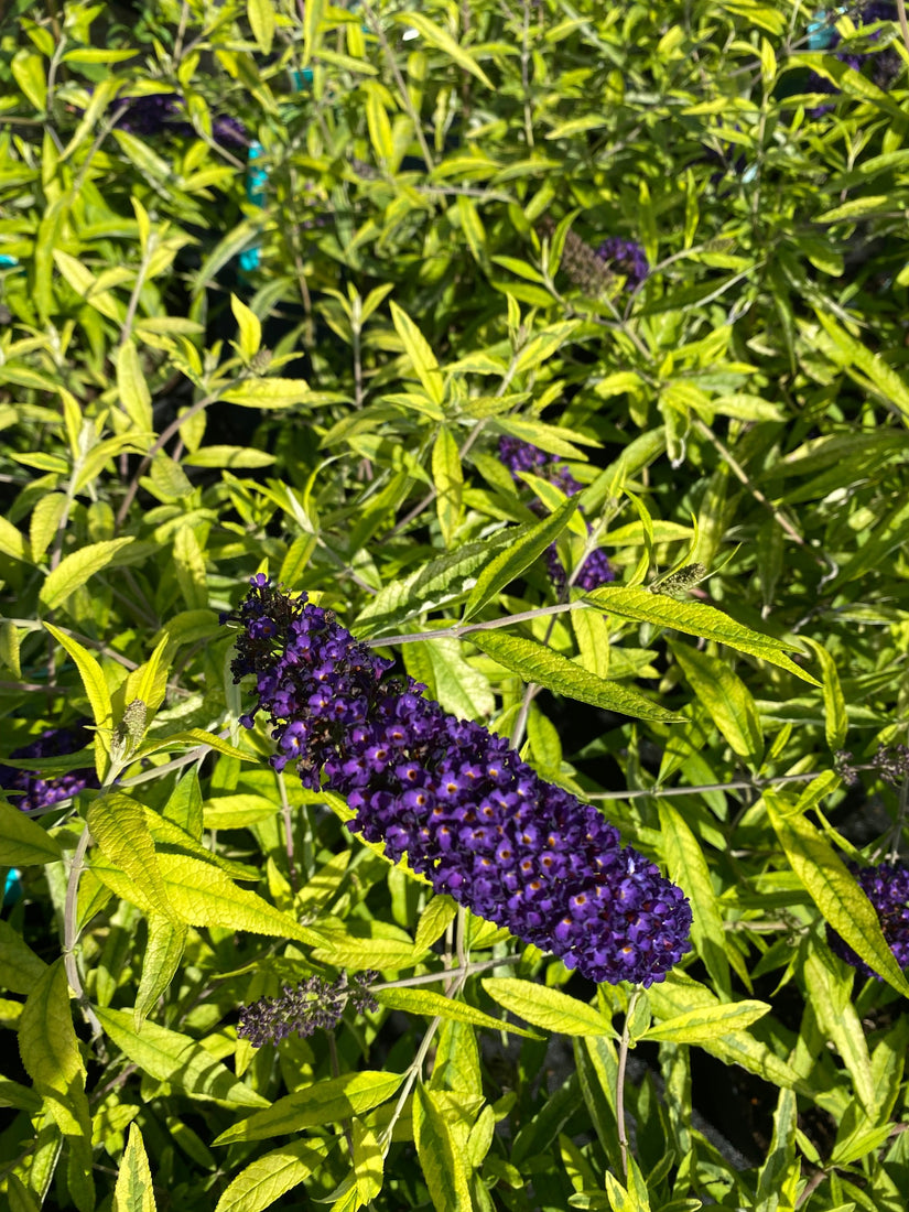 Vlinderstruik - Buddleja davidii 'Magda's Gold Knight'