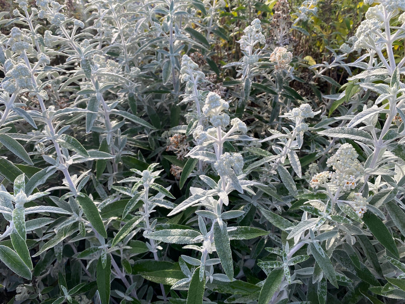 Vlinderstruik - Buddleja davidii 'Silver Anniversary'