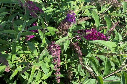 Vlinderstruik - Buddleja davidii 'Sugar Plum'