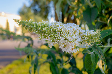 Vlinderstruik - Buddleja davidii 'White Ball'