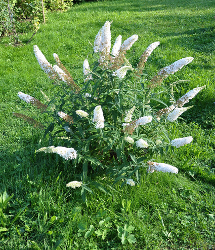 Vlinderstruik - Buddleja davidii 'Free Petite Snow White'