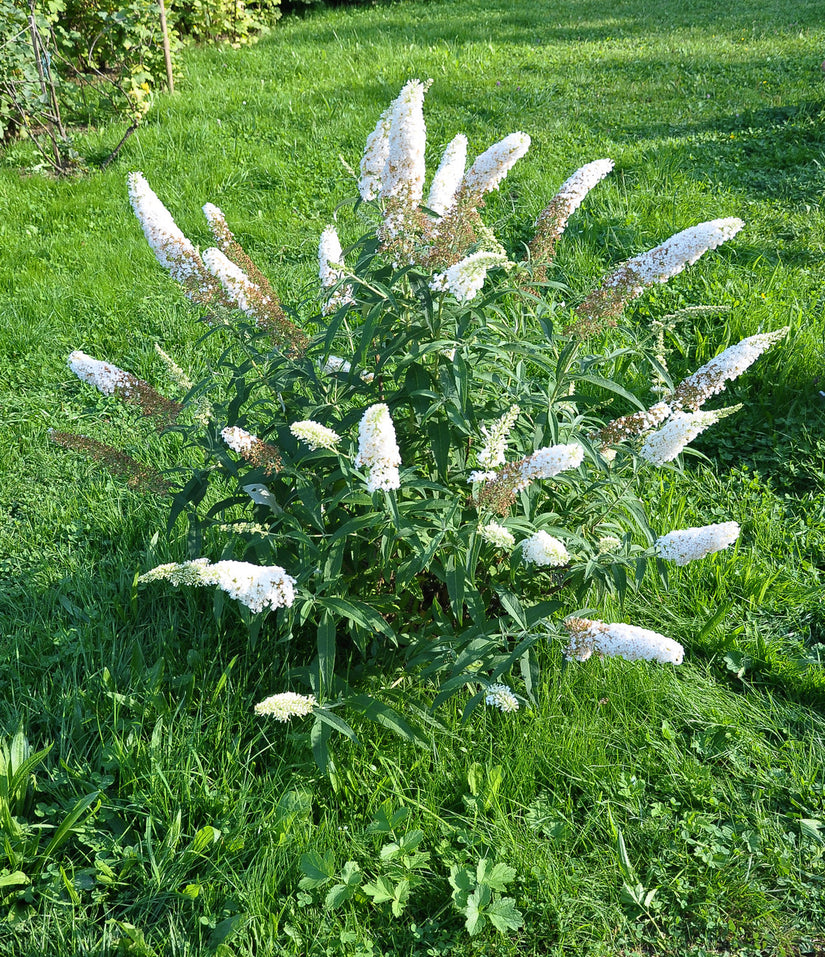 Vlinderstruik - Buddleja davidii 'Free Petite Snow White'