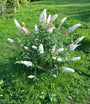 Vlinderstruik - Buddleja davidii 'Free Petite Snow White'