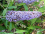 Vlinderstruik - Buddleja davidii 'Ile de France' bloei