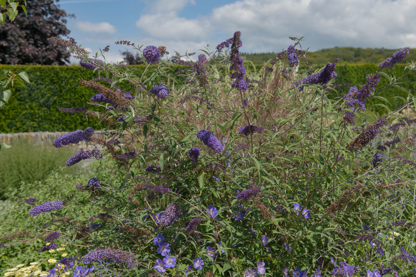 Vlinderstruik - Buddleja davidii 'Nanho Blue'.jpg