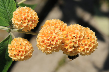 Vlinderstruik - Buddleja weyeriana 'Sungold'