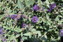 Vlinderstruik - Buddleja davidii Free Petite 'Blue Heaven'