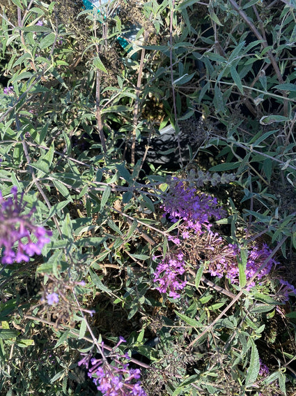 Vlinderstruik - Buddleja davidii Free Petite 'Lavender Flow'