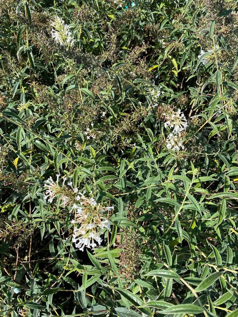 Vlinderstruik - Buddleja davidii Free Petite 'Snow White'