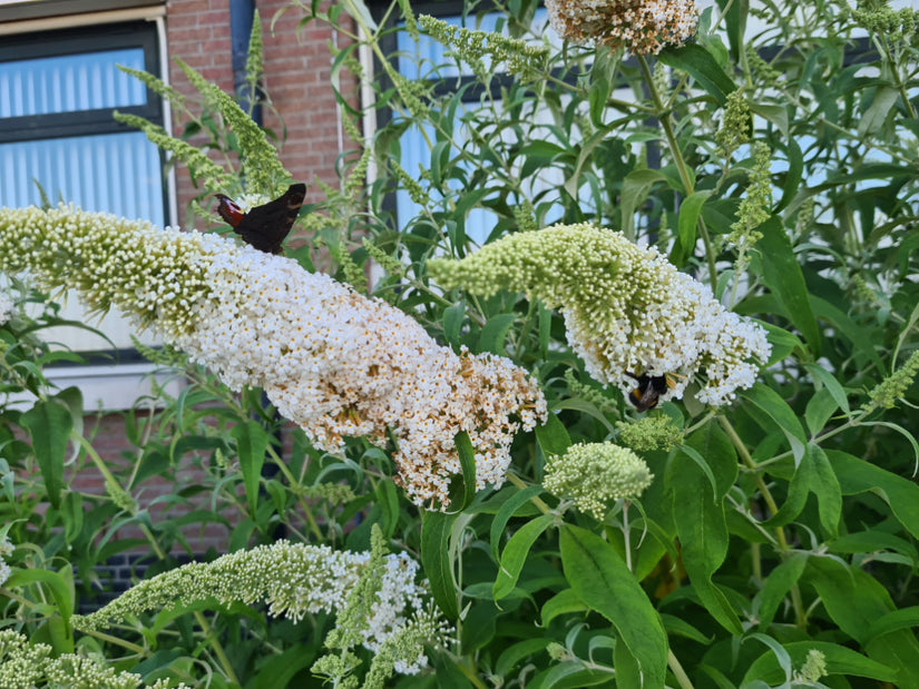 Vlinderstruik - Buddleja davidii 'White Profusion'