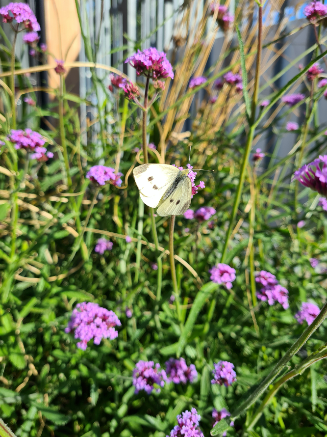 Vaste planten border paars verbena