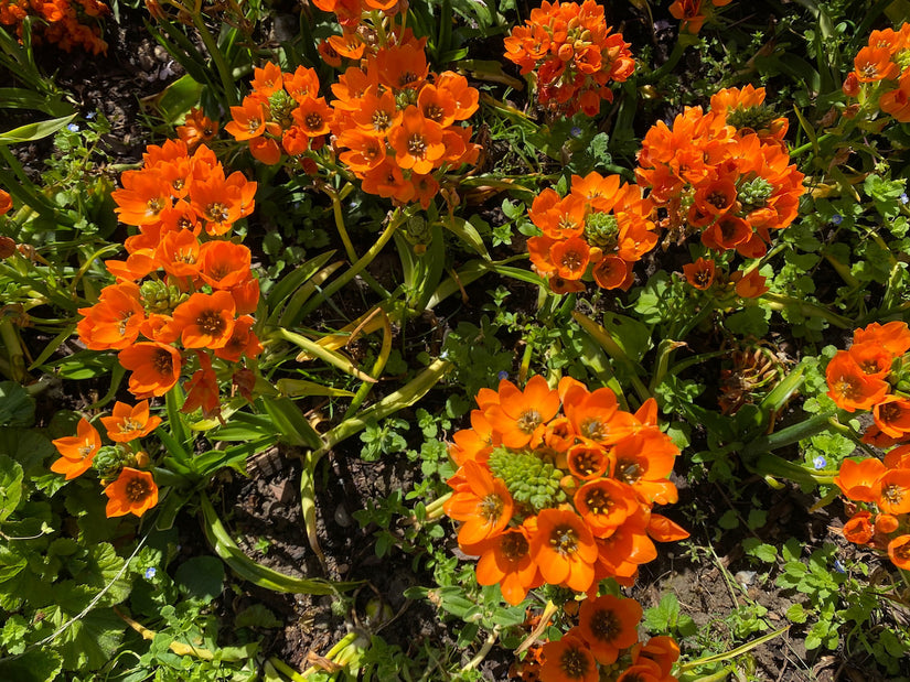 Vogelmelk - Ornithogalum dubium