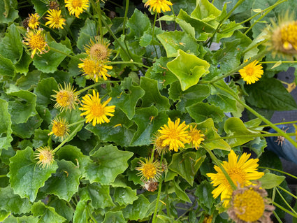 Voorjaarszonnebloem - Doronicum orientale 'Little Leo'