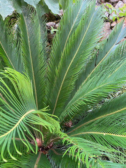 Vredespalm - Cycas revoluta