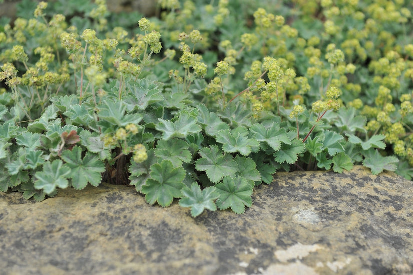 Vrouwenmantel-Alchemilla-erythropoda-plant.jpg