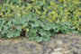 Vrouwenmantel-Alchemilla-erythropoda-plant.jpg