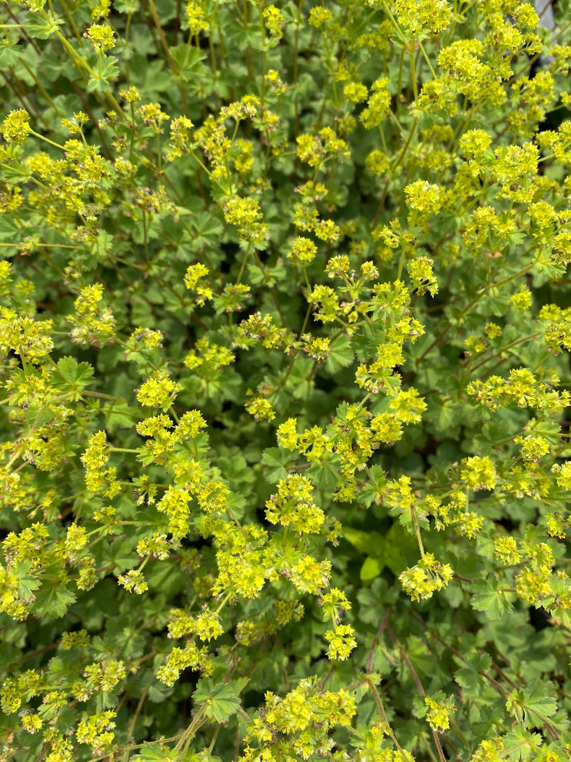 Vrouwenmantel-Alchemilla-erythropoda.jpg