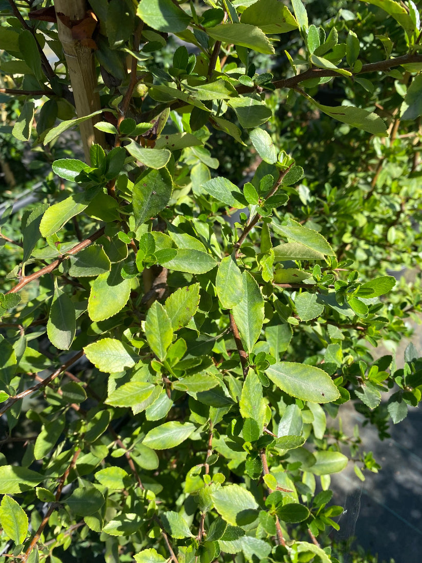 Vuurdoorn - Pyracantha 'Mohave'