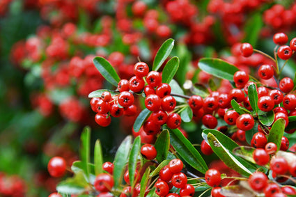 Vuurdoorn - Pyracantha 'Red column'