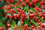 Vuurdoorn - Pyracantha 'Red column'