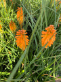 Vuurpijl - Kniphofia 'Orange Blaze'