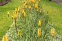 Vuurpijl - Kniphofia 'Bees lemon' i.c.m. Stachys Ezeloren