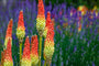 Vuurpijl - Kniphofia uvaria 'Grandiflora' tuinplanten