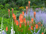 Vuurpijl Kniphofia