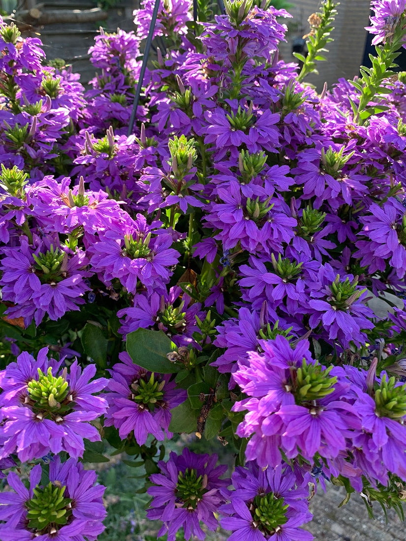 Waaierbloem - Scaevola aemula