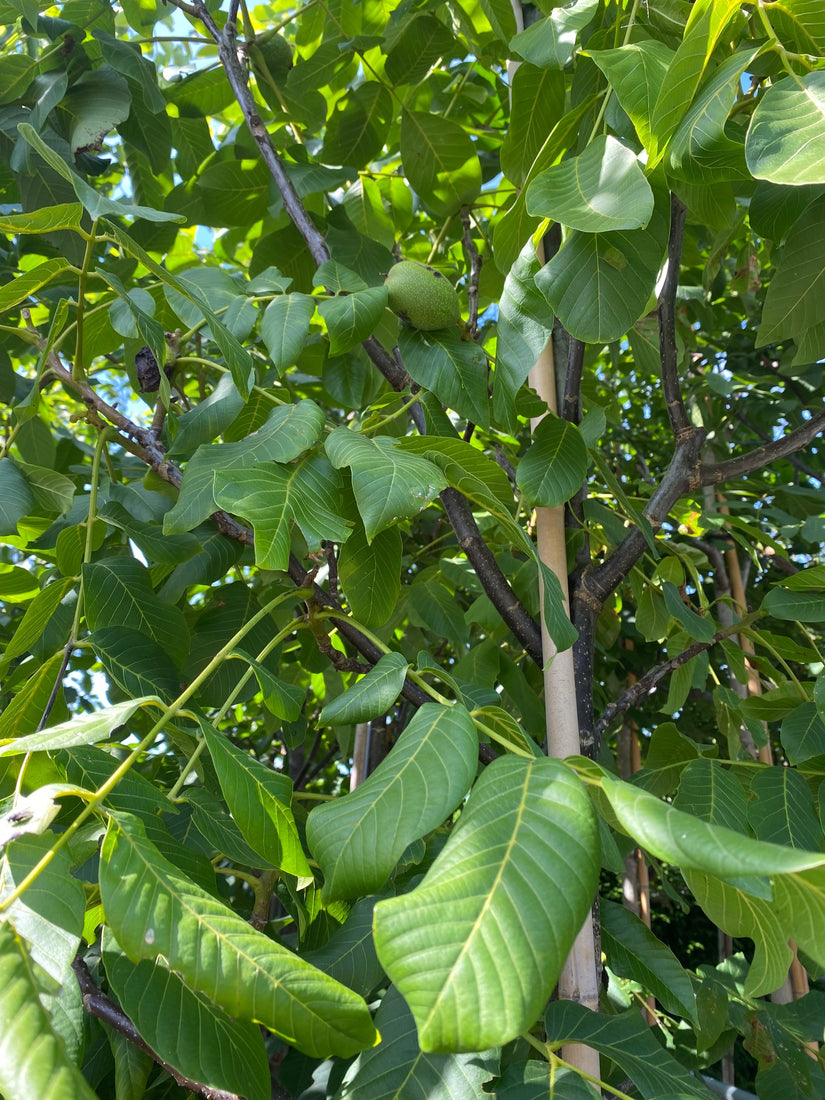 Juglans regia 'Broadview'