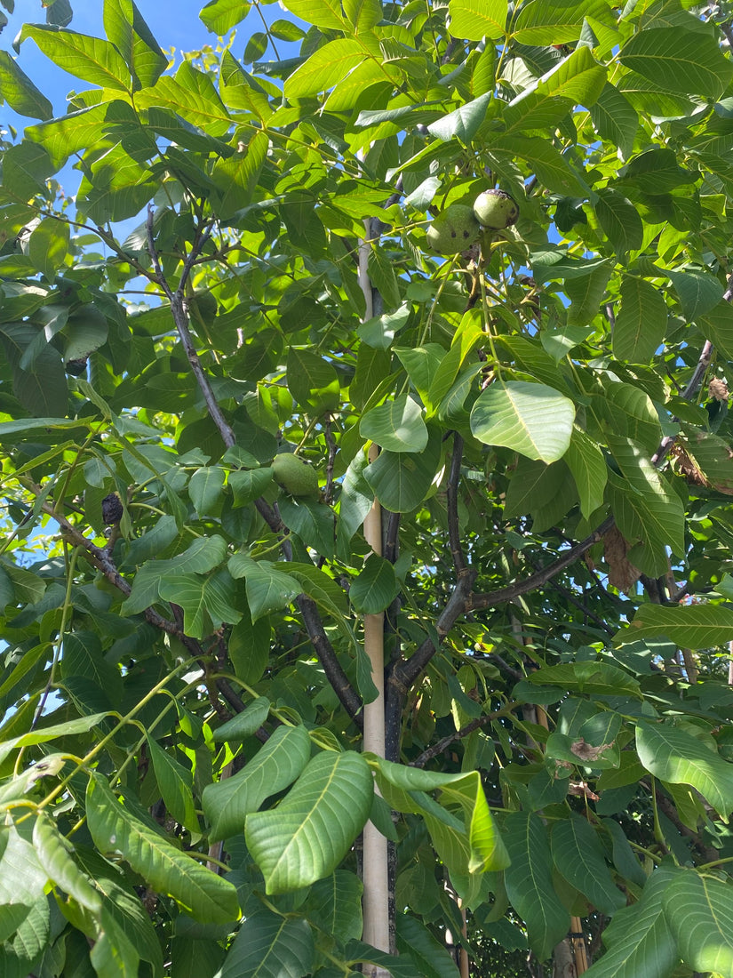 Walnotenboom - Juglans regia 'Broadview' Eetbare walnoten