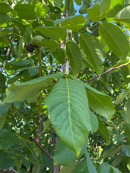 Walnotenboom - Juglans regia 'Seifersdorfer Runde'