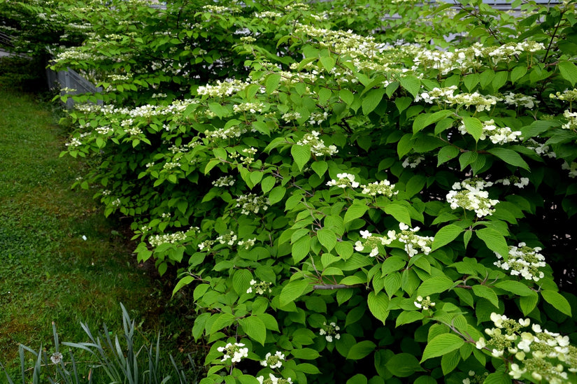 Watanabe viburnum heester