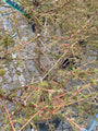 Metasequoia glyptostroboides 'Matthaei Broom'