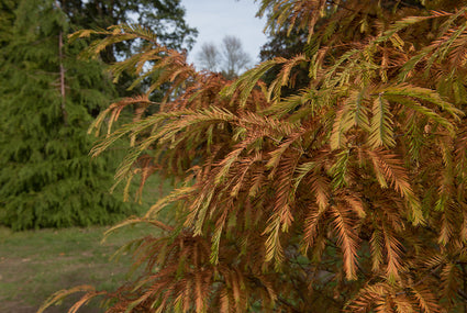 Watercipres - Metasequoia glyptostroboides 'Matthaei Broom'